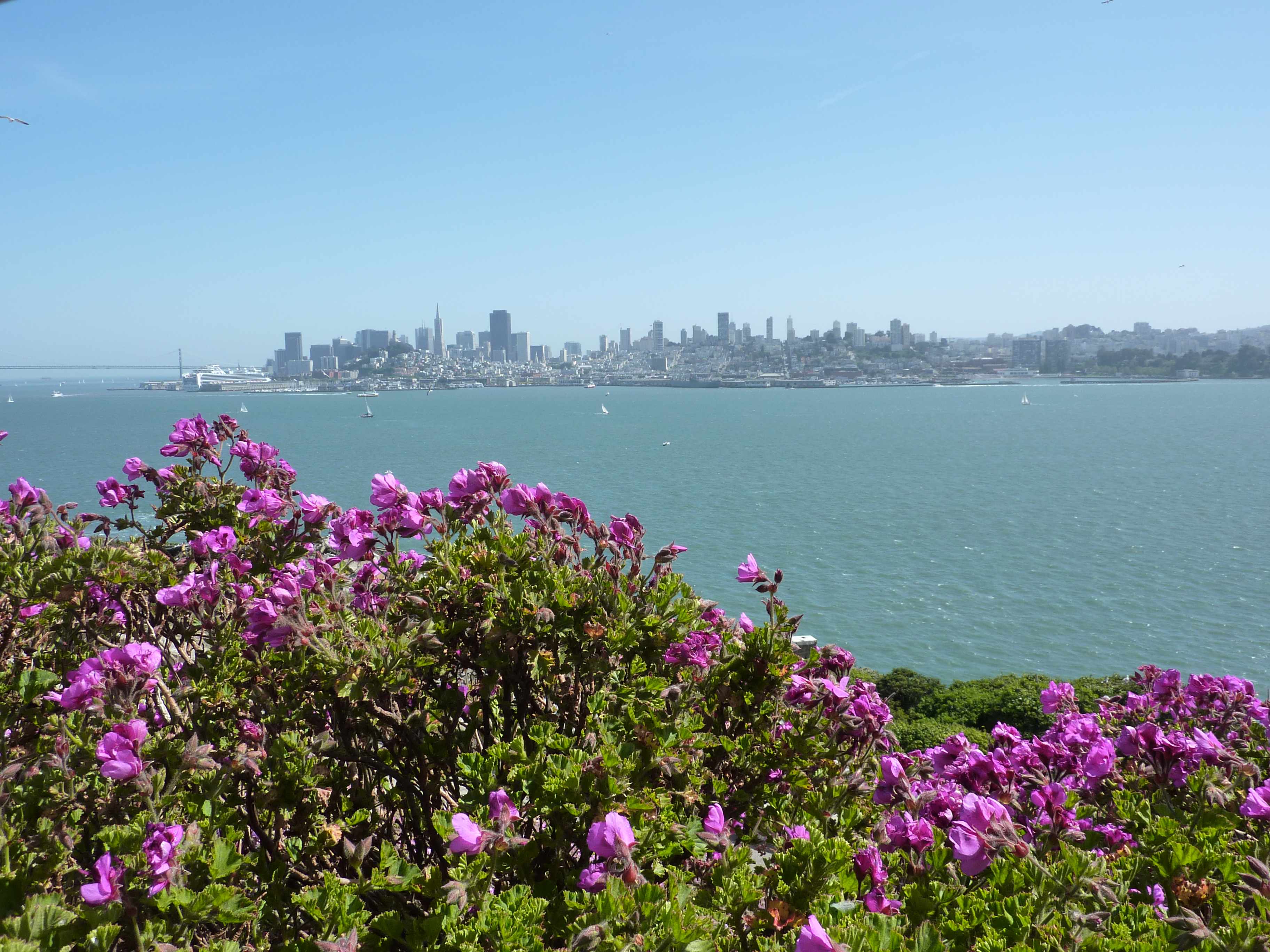 City-flowers-view-Angel-Island.JPG